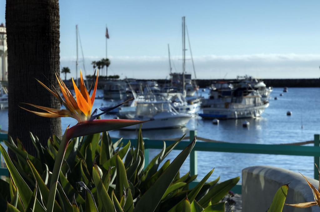 The Avalon Hotel In Catalina Island Exterior photo